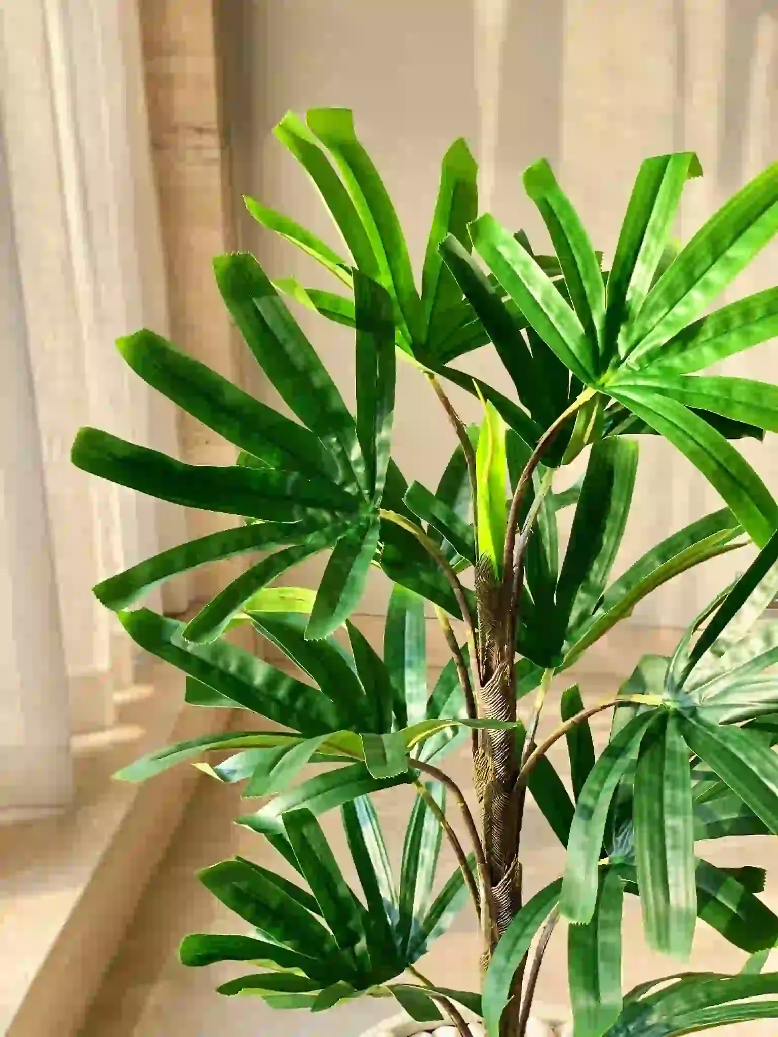 Raphis Palm 2121 (રાફિસ પામ)